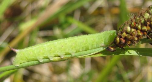 Hemaris tityus